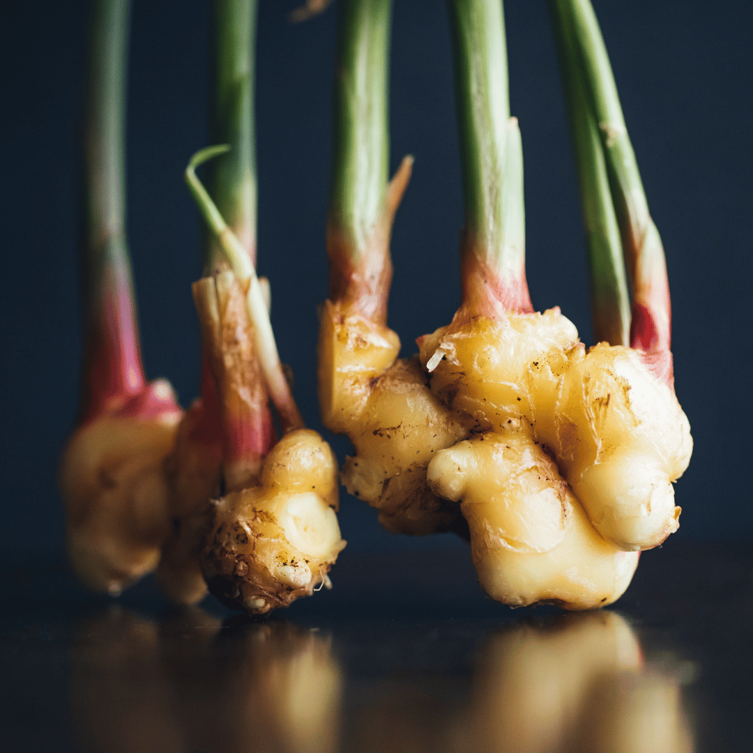 Bentong Ginger Root Extract